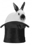 Pulling a Rabbit out of My (social media) Hat